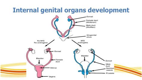 hermaphrodite diagram